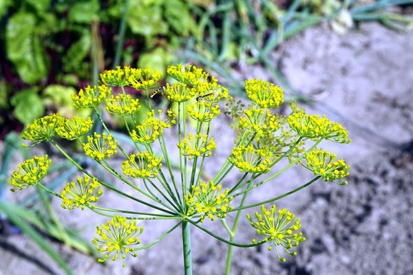 Uprawa roślin - idealne warunki dla każdej rośliny